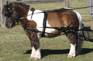 SL Einspänner-Geschirr small Pony